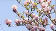 556720923-magnolia-rosa-ramoscello-fioritura[1].jpg